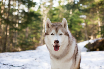 Close-up Portrait of beautiful Beige and white Siberian Husky dog sitting in the forest in spring season