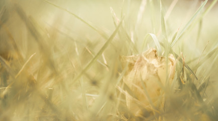 Abstract natural background,Beautiful closeup grass in sunshine on summer  with blurred of flower,In insect eye view. 