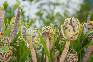 Kalanchoe marmorata or penwiper spotted succulent plant 
