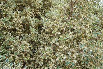 Ficus benjamina variegated twilight white and green plant foliage