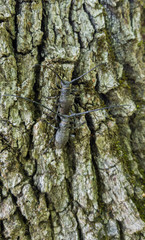 Mating on the oak bark the Cerambycidae beetles