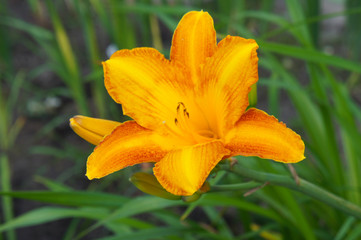 Hemerocallis lilioasphodelus yellow daylily flower head