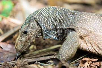 Varanus salvator in wild