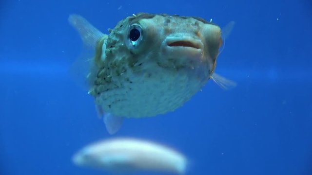 Longspined Porcupinefish, Diodontidae, swimming in the water, raw, 4K