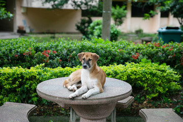 Obraz premium The dog lies on the table.