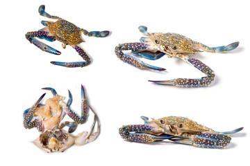 horse crab on isolate © nuttapon