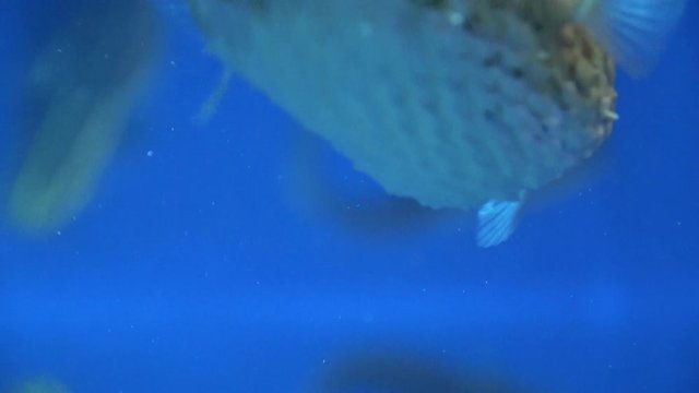 Longspined Porcupinefish, Diodontidae, swimming in the water, raw, 4K