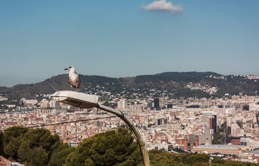 Fototapeta na wymiar View of city of Barcelona from Montjuic Castle viewpoint with a seagull
