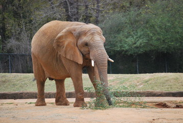 Fototapeta premium African Elephant