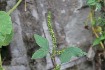 Pre-mature flower plant in garden