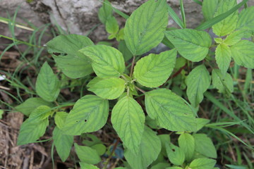 Fresh mint growing in a herb garden