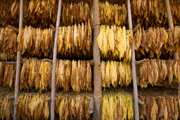 Tobacco leaves drying in the shed.