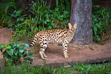 Serval wild cat  in the wild nature of the forest. © MrPreecha