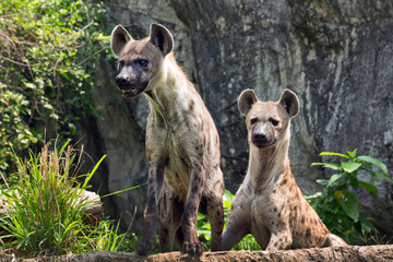 Gevlekte hyena in de wilde natuur.