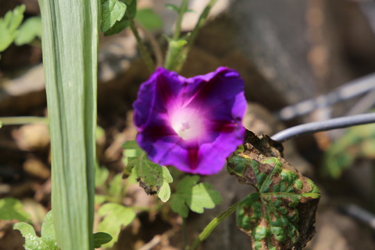 Morning Glory - Purple With Red Striations