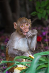 Fototapeta premium A baby monkey staring at the camea