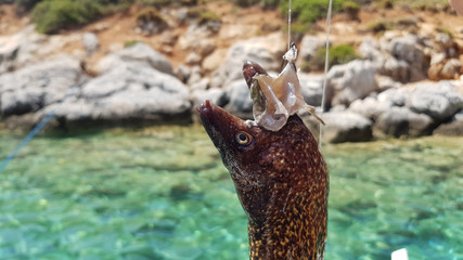 Fototapeta na wymiar Head Moray eels hanging on the hook of a fisherman.