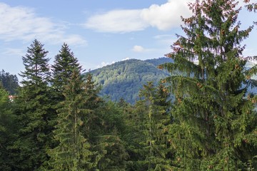 View of the coniferous forest and mountains. Coniferous forest. Wooded mountains. Wild nature. Mountain landscape. Mountains in Romania. Nature in Europe. Natural attractions. Nature of Sinai.