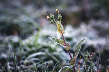 Weed in the garden, covered with frost. Late autumn, the first frost_