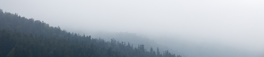 Dark foggy forest, mist background. Nature pine tree. Copy space for text.