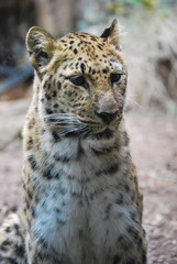 Close up of a Leopard Cat