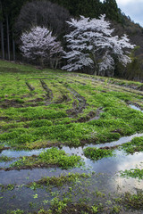 サクラのある風景