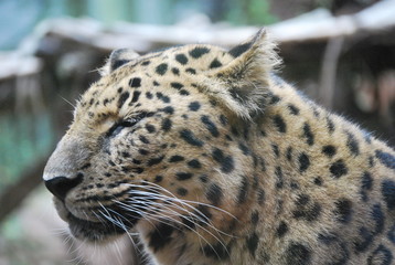Close up of a Leopard Cat