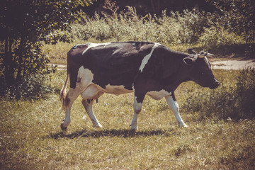 cow