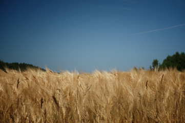 Fototapeta premium Field of wheat