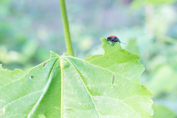 A red beetle eats leaves.