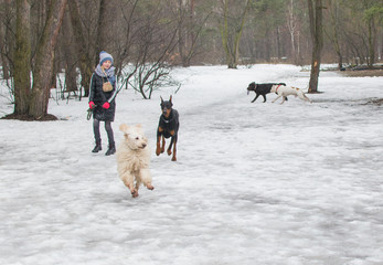 Dogs run around, play in bad wet weather in winter