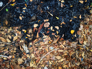 Autumn - Burned and dried leaves