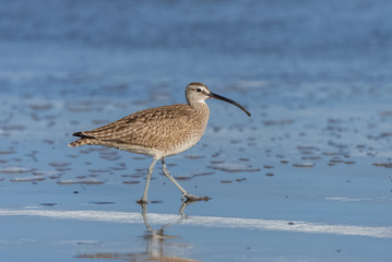 Long-billed curlew, Numenius americanus, bird walking on the shore 
