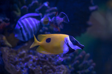 Tropical fish in aquarium under UV light. Species not identified. Vibrant colors stand out under special lights.