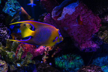 Fototapeta na wymiar Tropical fish in aquarium under UV light. Angelfish's vibrant colors stand out under special lights.