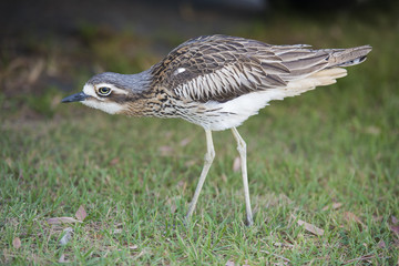 thick-knee or   Bush Stone-curlew.