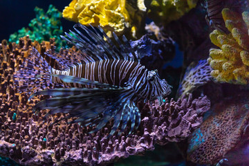 Lionfish invasion in the Caribbean. This species has no natural predators and is aggressively destroying native sealife. The only way to decrease the invasion is consumption.