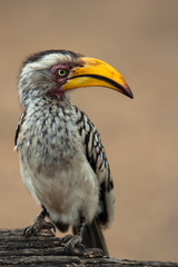 Yellow billed hornbill