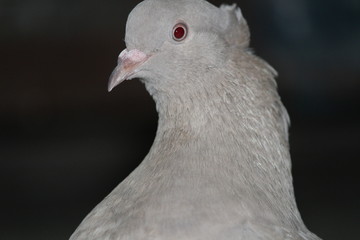 pigeon