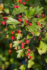 hawthorn bush