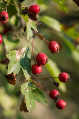 hawthorn bush