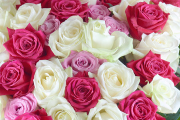 A large bouquet of red, pink and white roses close-up. Background of roses. Congratulations on the holiday. Love and tenderness.