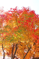 秋のイロハモミジ