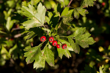 hawthorn bush