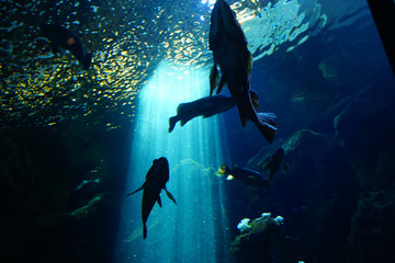 Rockfish swimming in huge tank