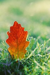autumn leaf in frost.autumn  orange oak leaf in green grass in frost.Autumn season.Autumn time