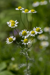 Matricaria chamomilla scented mayweed in bloom