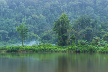 Green forest and beautiful lake in a quiet morning
