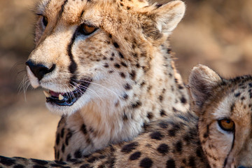 Cheetah