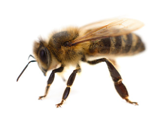  Bee isolated on white background.